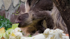 Козочки, макаки и ленивцы. Бэби-бум в Ленинградском зоопарке