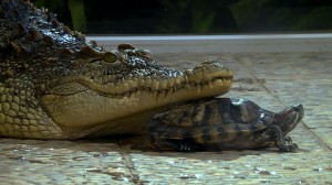 Как крокодил друзей искал: необычные пары приятелей в Ленинградском зоопарке