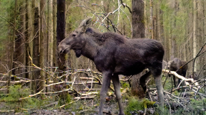 Лесные новости. Скрытная родственница лысухи — камышница, новорождённые лосята и тяжёлые этапы взросления лосей и кабанов, а также яркий зимородок