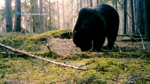 Сытые медведи, затихшие глухари и клубок влюблённых змей — свежие лесные новости от Павла Глазкова