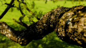 Деревья, видевшие смену эпох. Зелёные исполины Петербурга, претендующие на звание «Лучшее дерево России»