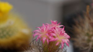 Колючие друзья человека: удивительный мир кактусов и хитрости ухода за ними