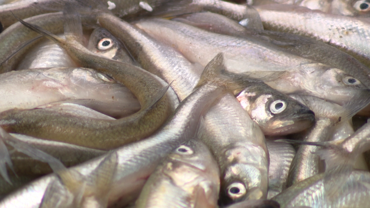 В Ленобласти спрогнозировали высокие цены на корюшку - tvspb.ru