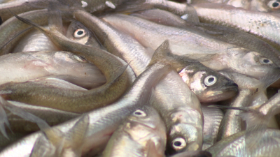 Дешево не будет: почему в Петербурге выросли цены на корюшку