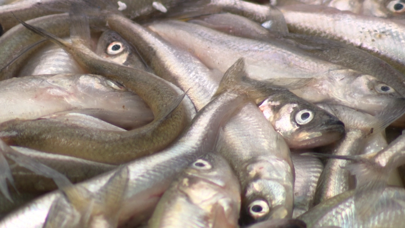 Сезон корюшки стартовал в Петербурге: где можно купить рыбку