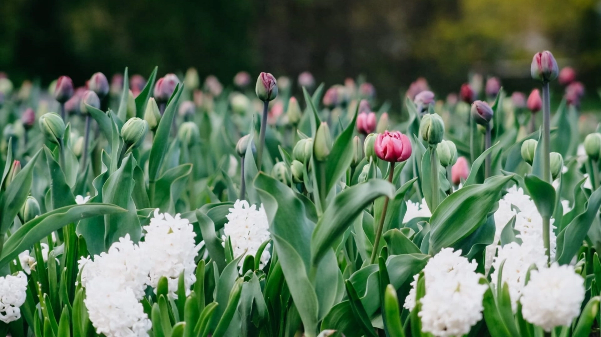 Фестиваль тюльпанов на Елагином острове будет четырёхдневным - tvspb.ru