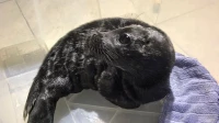 Пасхального тюленя спасли в Ленинградской области
