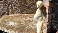 Медведица Хаарчаана станцевала на задних лапах в Ленинградском зоопарке