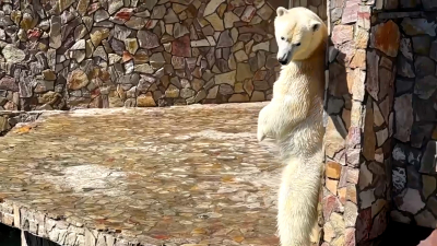 Медведица Хаарчаана станцевала на задних лапах в Ленинградском зоопарке