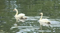В Летний сад вернулась пара белых лебедей