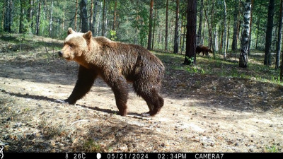 У бурых медведей из заповедника в Нижегородской области начался брачный период