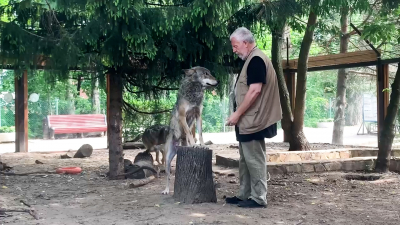 Братцы-волки из Ленинградского зоопарка отпраздновали День рождения