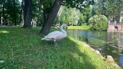 Роскошного лебедя сняли на видео в Лопухинском саду