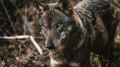 Якутские ученые провели вскрытие древнего волка, чтобы узнать, чем животные питались 44 тысячи лет назад