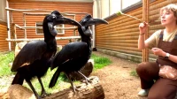 Ленинградский зоопарк показал тренировку рогатых воронов