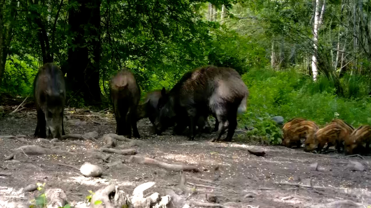 Петербуржцев предупредили о кабанах на дорогах и вокруг дачных участков - tvspb.ru