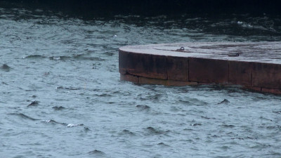 В Петербурге на два дня объявили желтый уровень погодной опасности