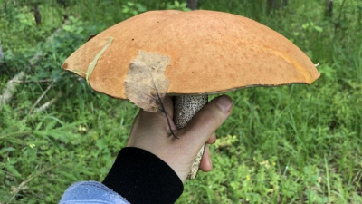 В Ленобласти пошли гигантские грибы: куда бежать на тихую охоту