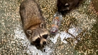 Воду на пол, черешню в рот: еноты Ленинградского зоопарка показали, чем занять себя в жару