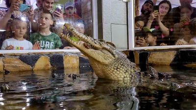 Ленинградский зоопарк отметил День крокодила