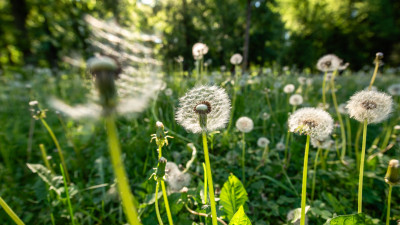 Правила диеты: почему при аллергии на пыльцу нельзя есть яблоки и картофель