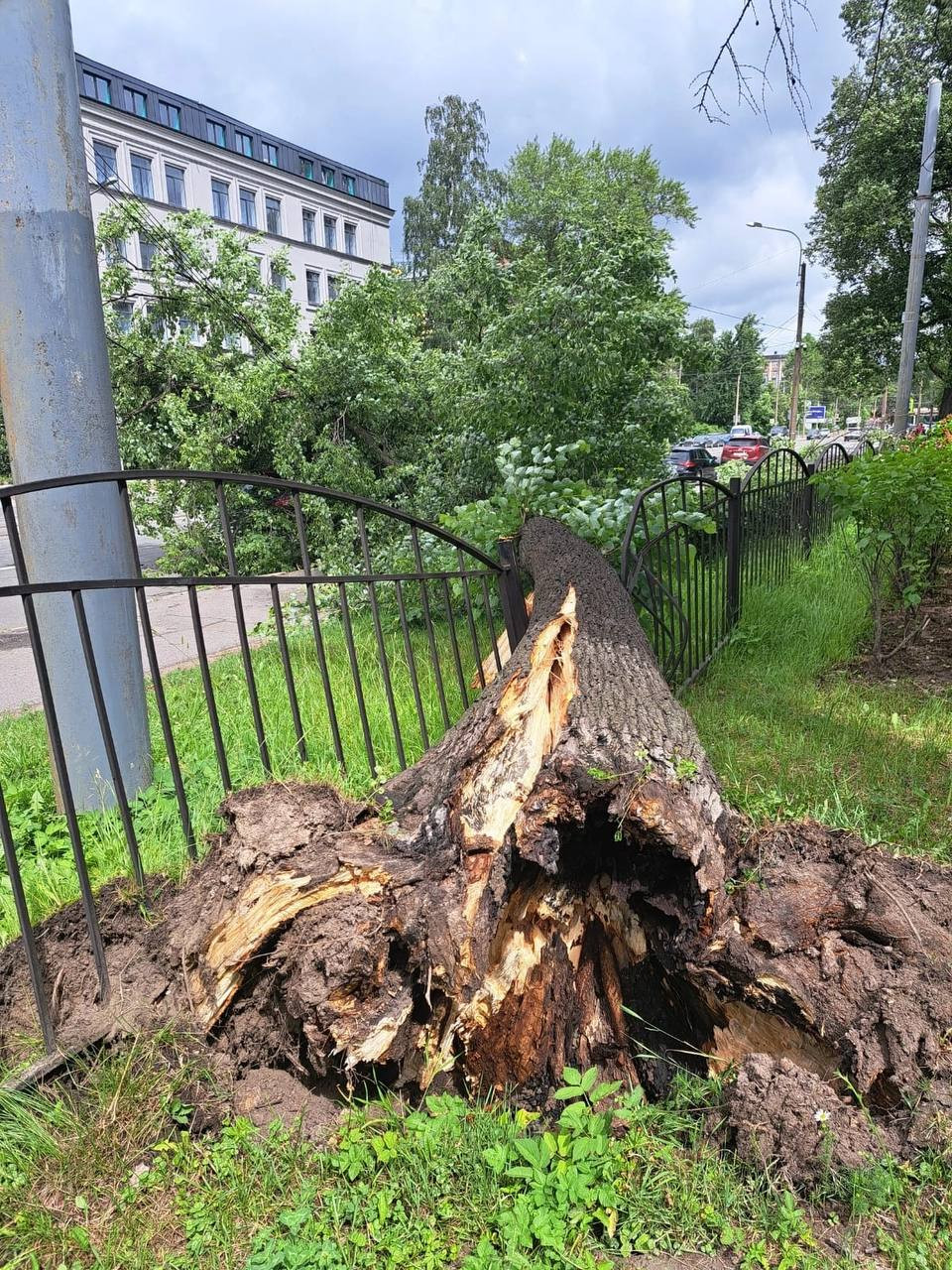 Парки, сады и скверы Петербурга закрыли из-за сильного ветра | Телеканал  Санкт-Петербург