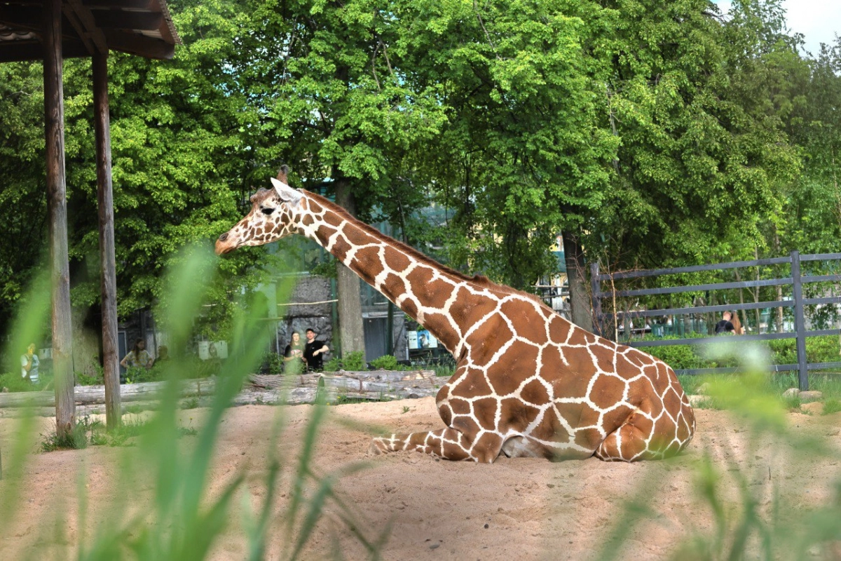 Грациозная жирафиха Соня отметила 22-летие в Ленинградском зоопарке - tvspb.ru