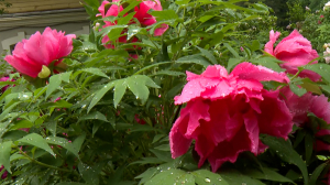 Цветочный наряд Ботанического сада