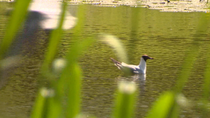 На птичьих правах: почему не стоит кормить чаек в городе?