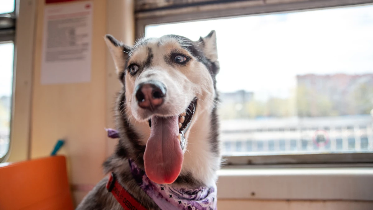 Более 36 тысяч хвостатых путешественников проехали в 2025 по ОЖД без хозяев - tvspb.ru