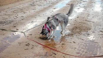 Полицейских хотят наделить полномочиями наказывать владельцев агрессивных собак