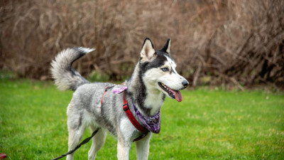 Обязательно берите дождевик: ветеринар объяснил, как правильно гулять с собакой во время дождя