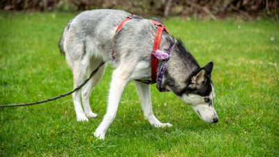 Собака ест траву: что это значит и когда стоит беспокоиться