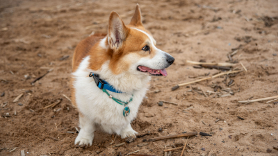 В Госдуму внесли законопроект о контроле разведения домашних животных