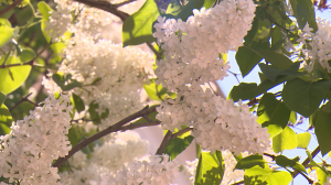 Сиреневый день в Царском Селе