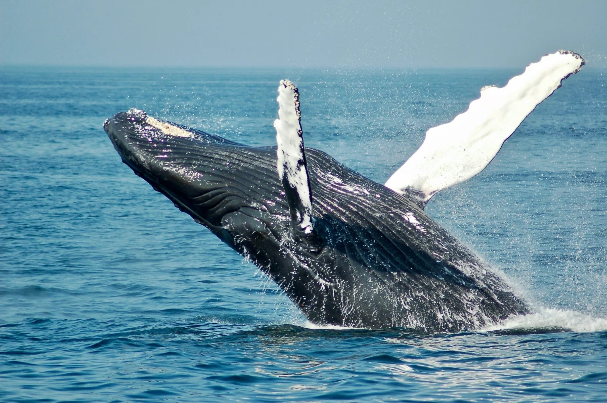 В Мурманской области будет создан центр защиты китов - tvspb.ru
