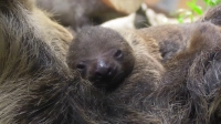 Ленинградский зоопарк объявил конкурс на выбор имени для детеныша ленивца