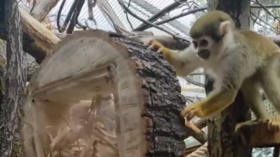 В Ленинградском зоопарке для обезьян саймири сделали кормушку с секретом