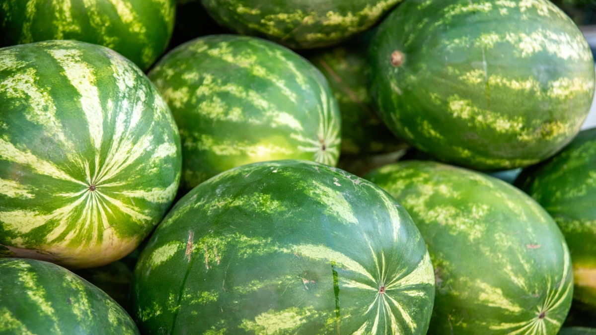 В Роспотребнадзоре дали советы по выбору арбуза - tvspb.ru