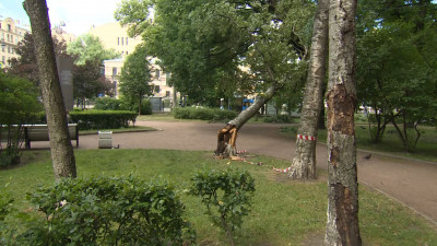 От штормов на прошлой неделе в Петербурге повалило около 600 деревьев