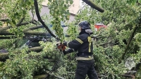 СК РФ возбудил уголовные дела по факту гибели женщины и ребенка при урагане в Петербурге