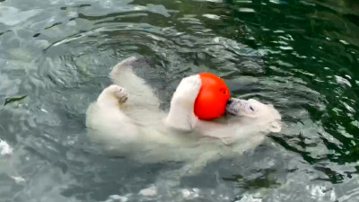 Медведица Хаарчаана охладилась в жару в Ленинградском зоопарке