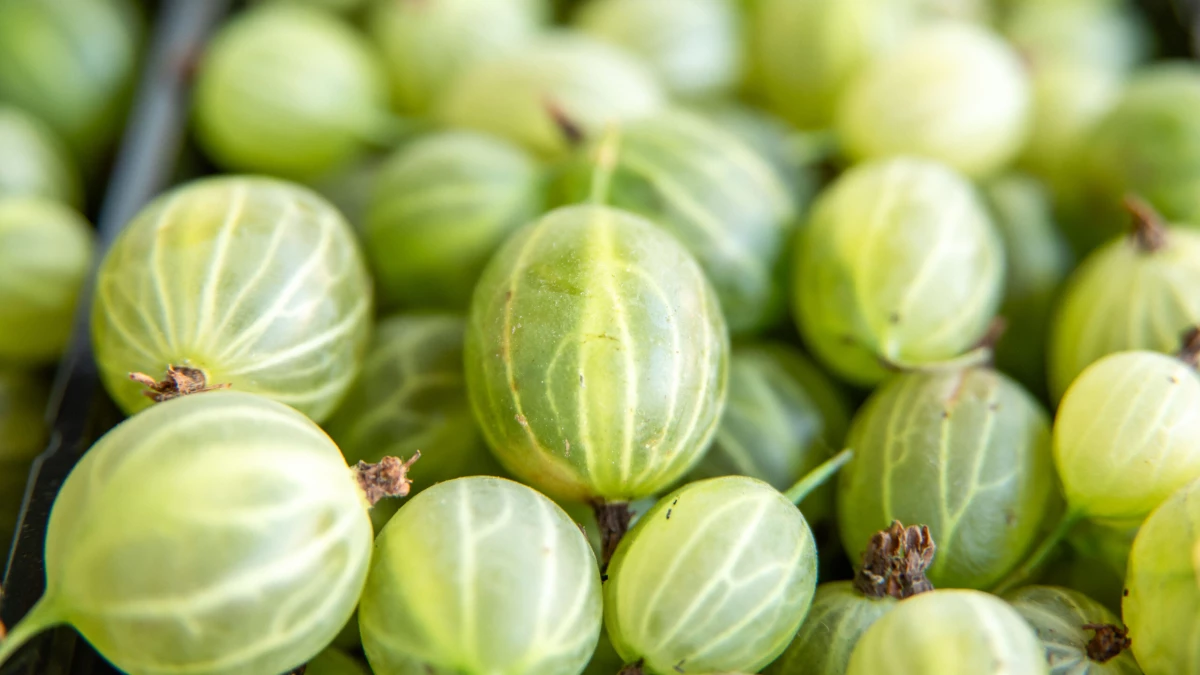 В Роспотребнадзоре рассказали о пользе крыжовника - tvspb.ru