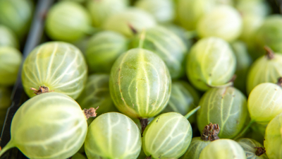 В Роспотребнадзоре рассказали о пользе крыжовника