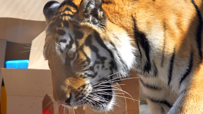 Тигру Зевсу из Ленинградского зоопарка подарили на день рождения новый газон