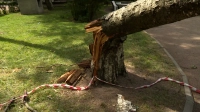 Все аварийные ситуации с поваленными деревьями в Петербурге ликвидированы