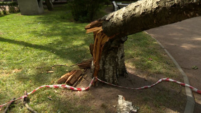 Все аварийные ситуации с поваленными деревьями в Петербурге ликвидированы