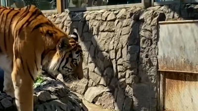 Чем этим утром амурский тигр Амадей удивил гостей Ленинградского зоопарка