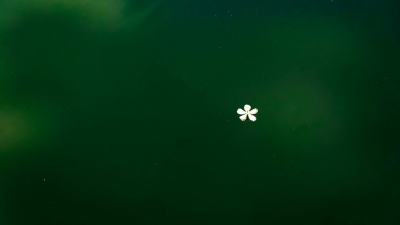 В Росприроднадзоре рассказали, почему зеленый цвет Финского залива – не повод для паники