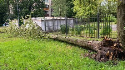 В Петербурге прокуратура проводит проверку после гибели женщины из-за урагана